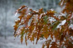 oak leaves snow