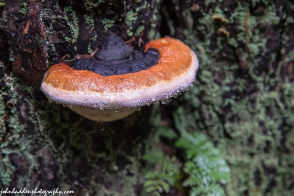 A fungus seems to perspire  on a spruce tree