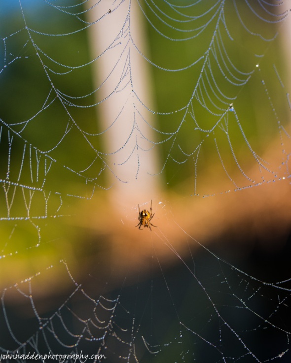 An orb spider in her dew-bedecked web